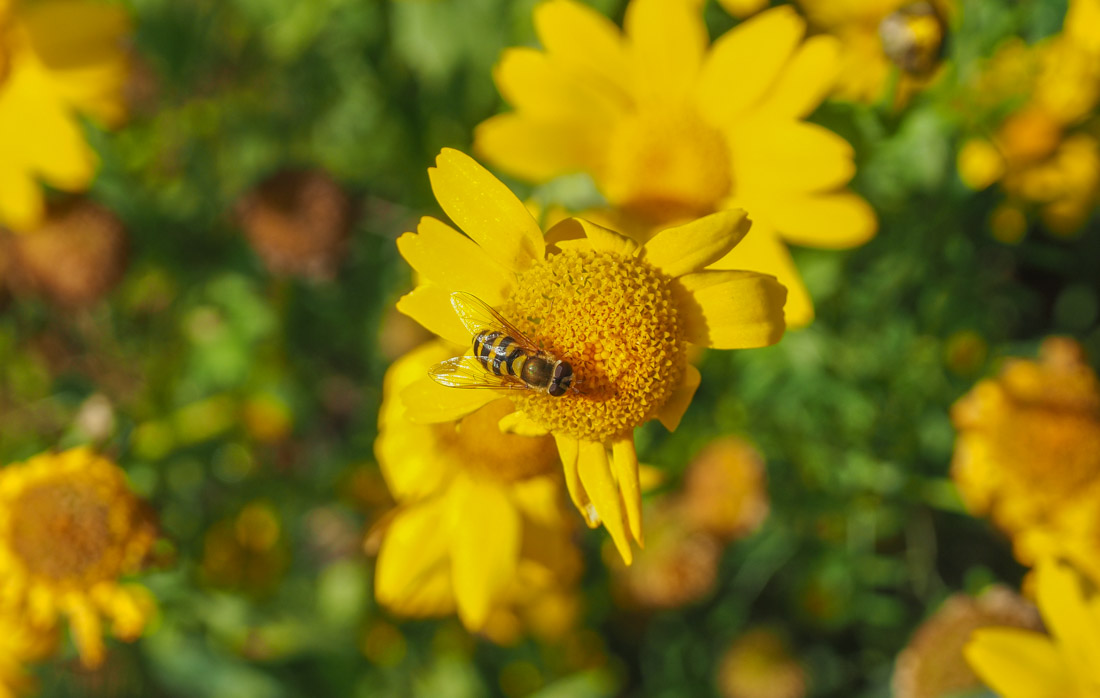 Bee in the Botanic Gardens Durham