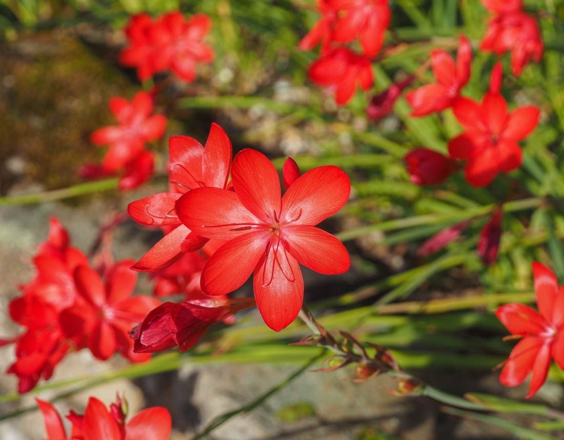 Red flower in the Botanic Garden Durham