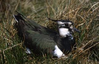 lapwing