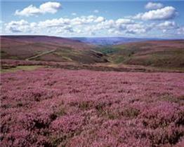 Credit: Natural England/Charlie Hedley