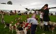 Weardale & Tees Valley Beagles Parading In The Main Ring
