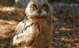 Bird of Prey Conservation Centre