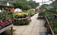 Chesters Grove
