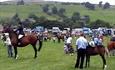 Horse061