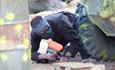 Massive Attack Paintball