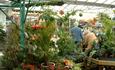 Poplar Tree Garden Centre