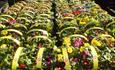 Poplar Tree Garden Centre