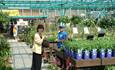 Poplar Tree Garden Centre