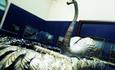 The Silver Swan