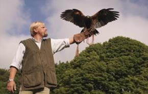 Falconry Displays at Poplar Tree Garden Centre