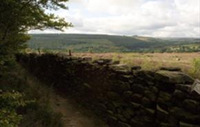 Hamsterley Forest - Adventure Challenge