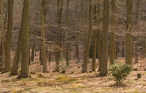 Hamsterley Forest - Broomstick Making Workshop