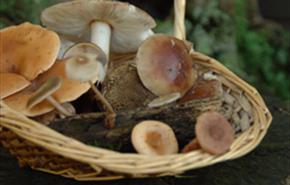 Hamsterley Forest - Food From The Forest