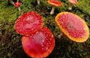 Hamsterley Forest - Fungal Foray