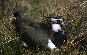 lapwing