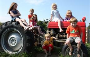 Down at the Farm