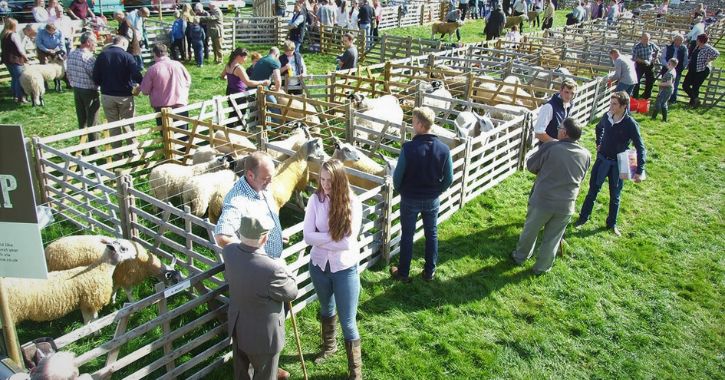 Pens of sheep at an agricultural show