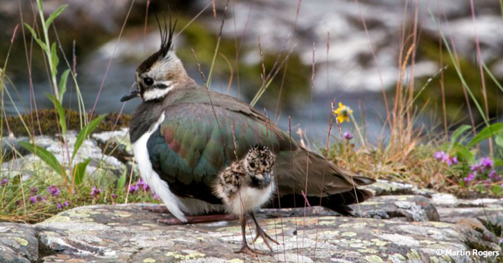 Lapwing and chick