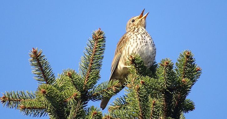 Thrush bird sat in tree singing