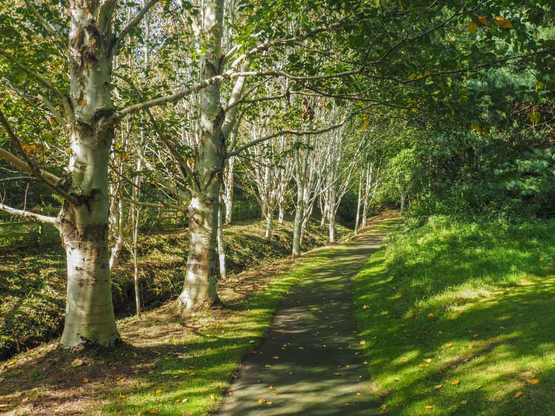 Trees in the Botanic Garden Durham