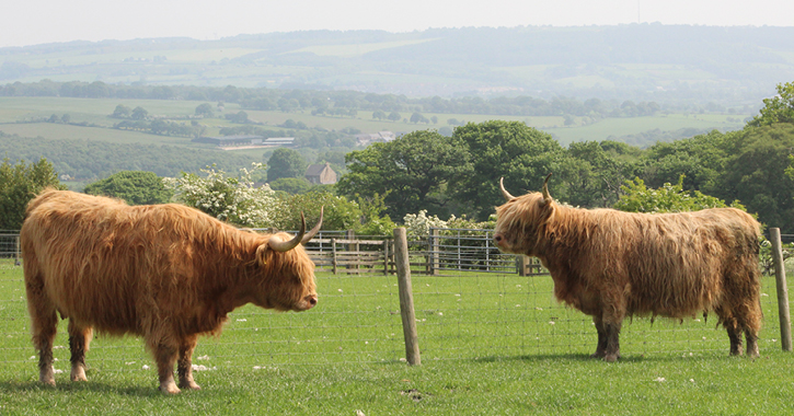 Hall Hill Farm