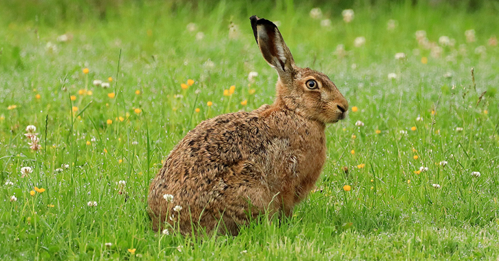 long eared hare sat in a field 