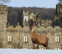 Deer at Raby Castle