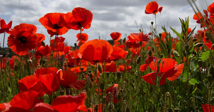 Field full of poppies