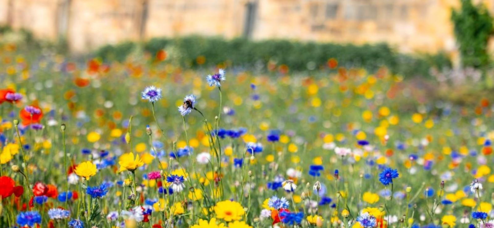 Wildflowers at Raby