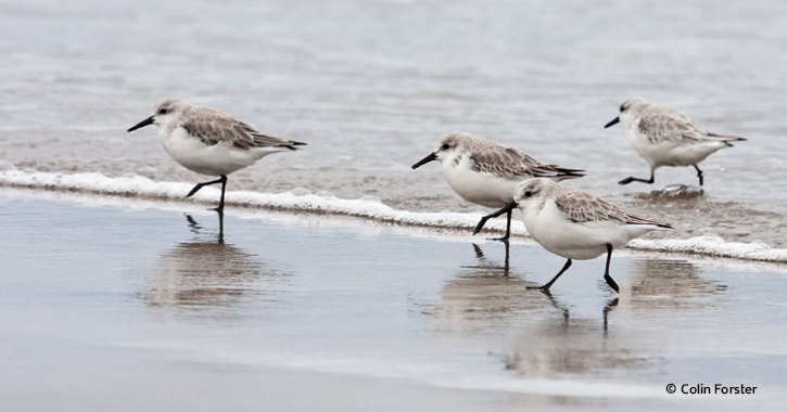 Sanderlings on the Durham Heritage Coast