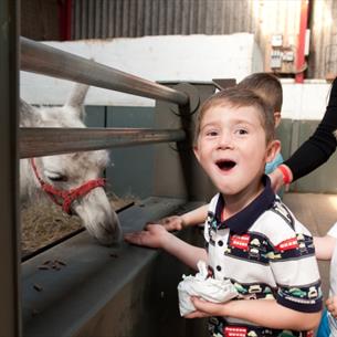 Feed the llamas at Adventure Valley