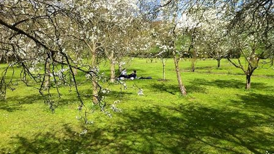 Old Durham Gardens Northern Saints