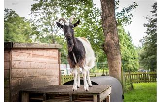 Jesmond Dene, Goat Image