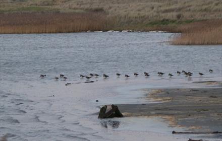 Cresswell Pond Nature Reserve