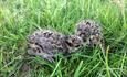 Lapwing chicks at Derwent Waterside Park