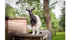 Jesmond Dene, Goat Image