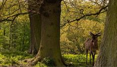 Deer in forest