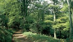 Forest at Castle Eden Dene National Nature Reserve